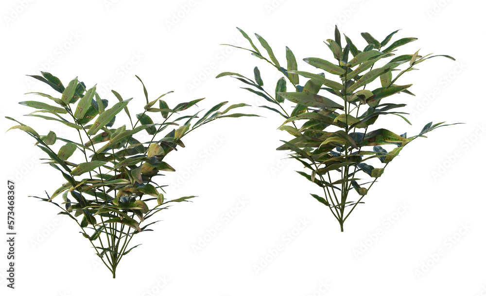 Plants and shrubs on a transparent background