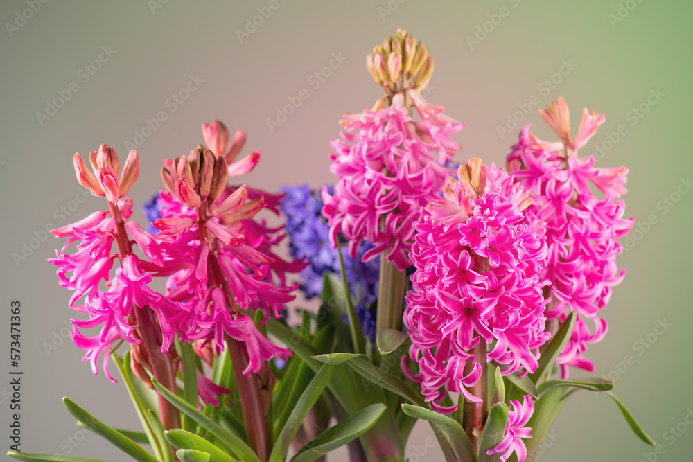 Hyacinth purple, pink and blue flowers bunch on green background. Beautiful scented spring blooming 