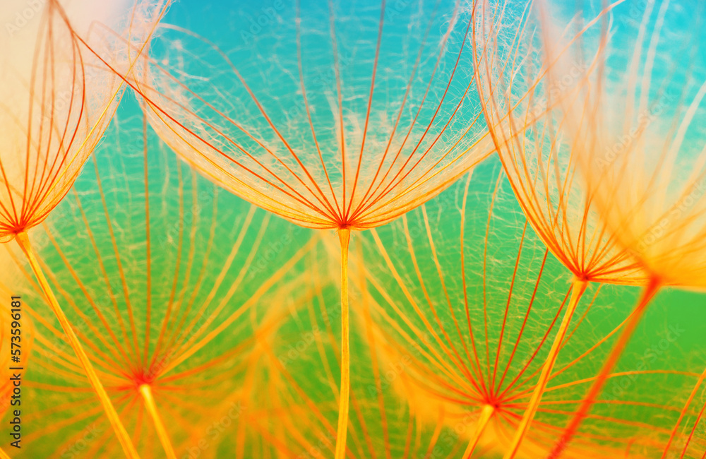 Dandelion flower background closeup