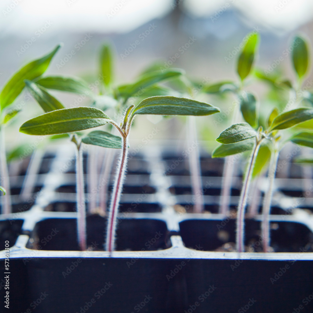 Tomato seedlings growing in a plastic multitray on a sunny windowsill.