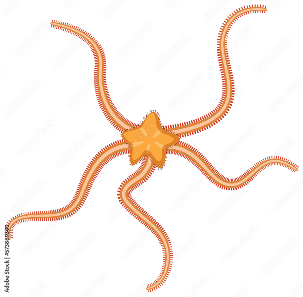 Brittle stars animal cartoon isolated