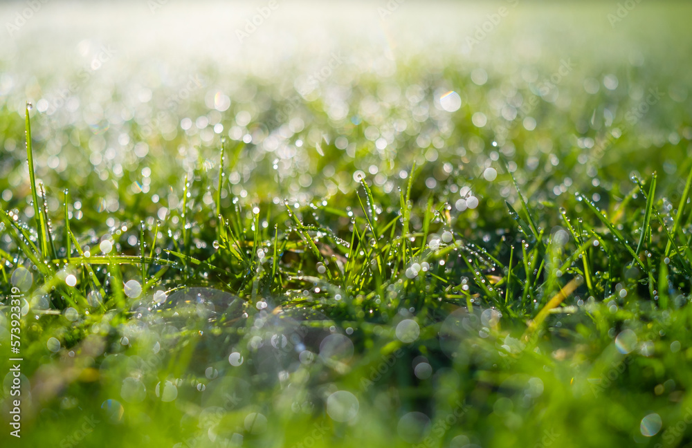 Dew on the grass at dawn. Bright sunshine and.fresh plants. Image for background and wallpaper. Flor