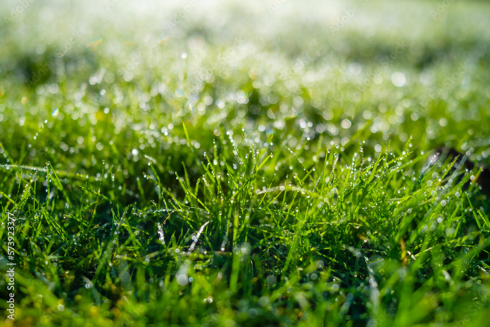 Dew on the grass at dawn. Bright sunshine and.fresh plants. Image for background and wallpaper. Flor