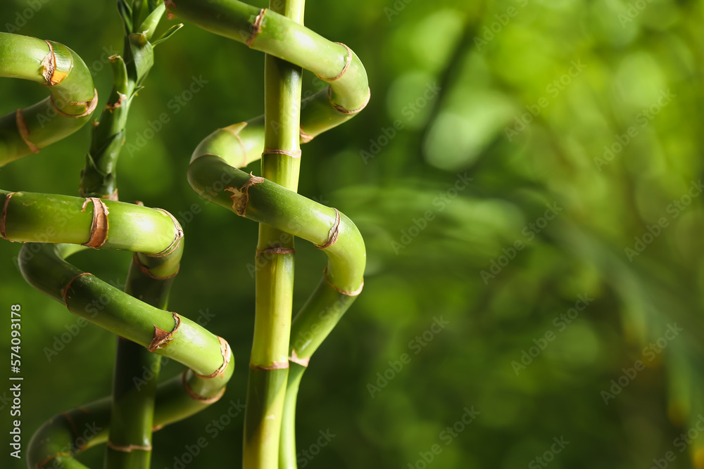 Bamboo branches in tropical garden, closeup