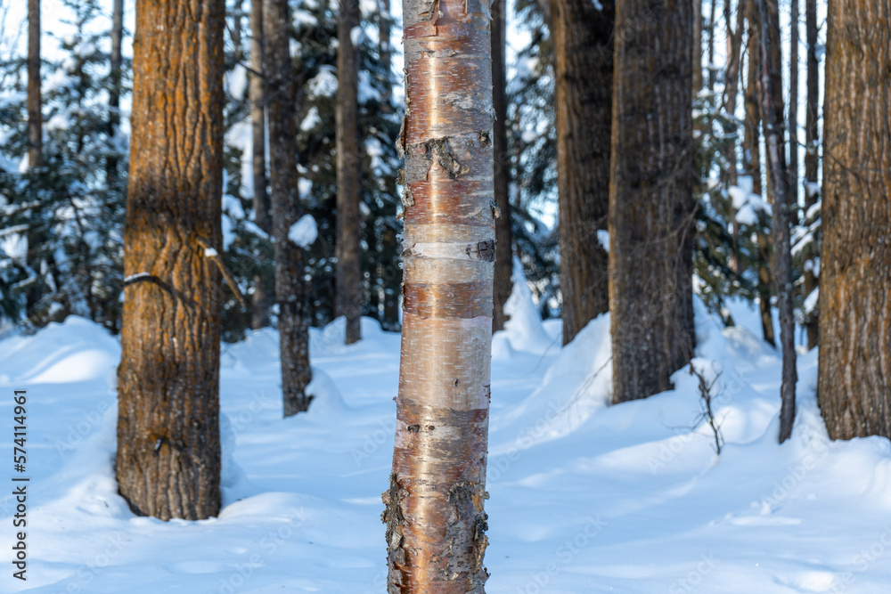 snow covered Birchwood tree in Alaska