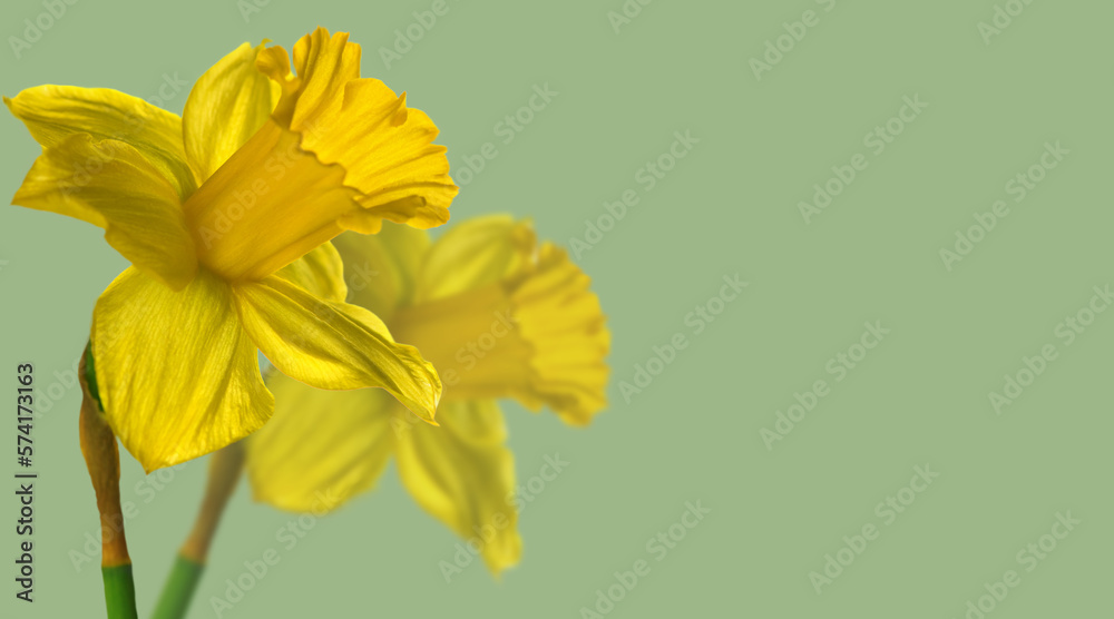 Narcissus, couple yellow Daffodil flowers isolated on green background, close up. Beautiful Spring E