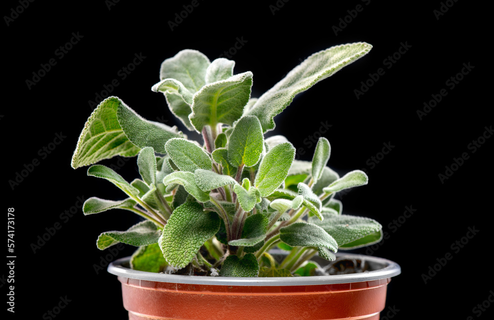 Sage green leaves, Salvia officinalis plant, Aromatic herb in a pot, close up. Isolated on black bac