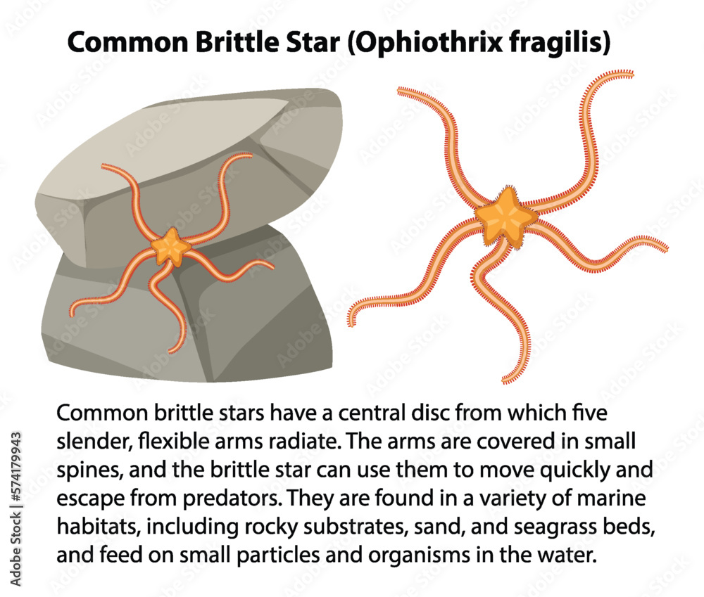 Common Brittle Star Rocky Shore Animal