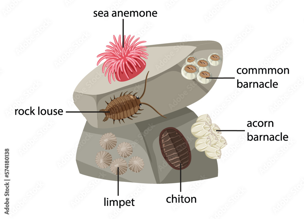 Rocky shore animals collection