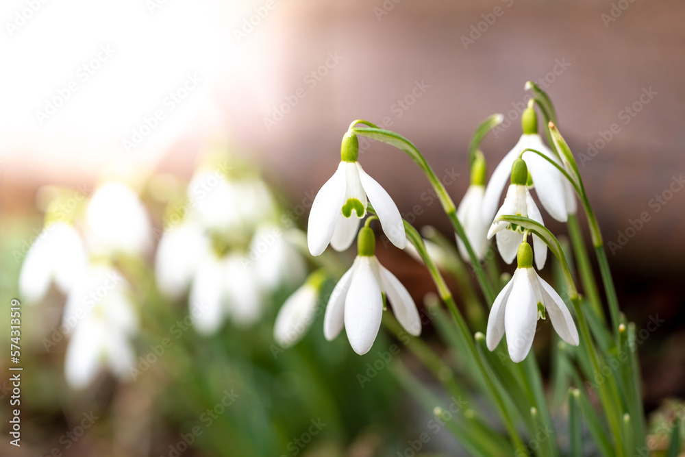 Beautiful snowdrops in spring at sunshine