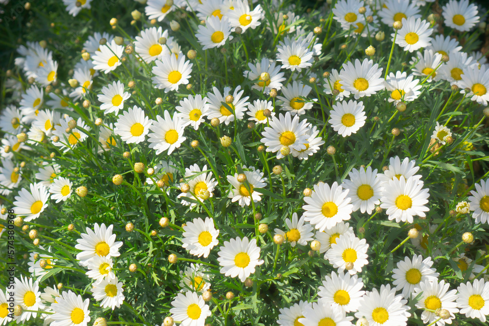 daisies in a meadow in field spring