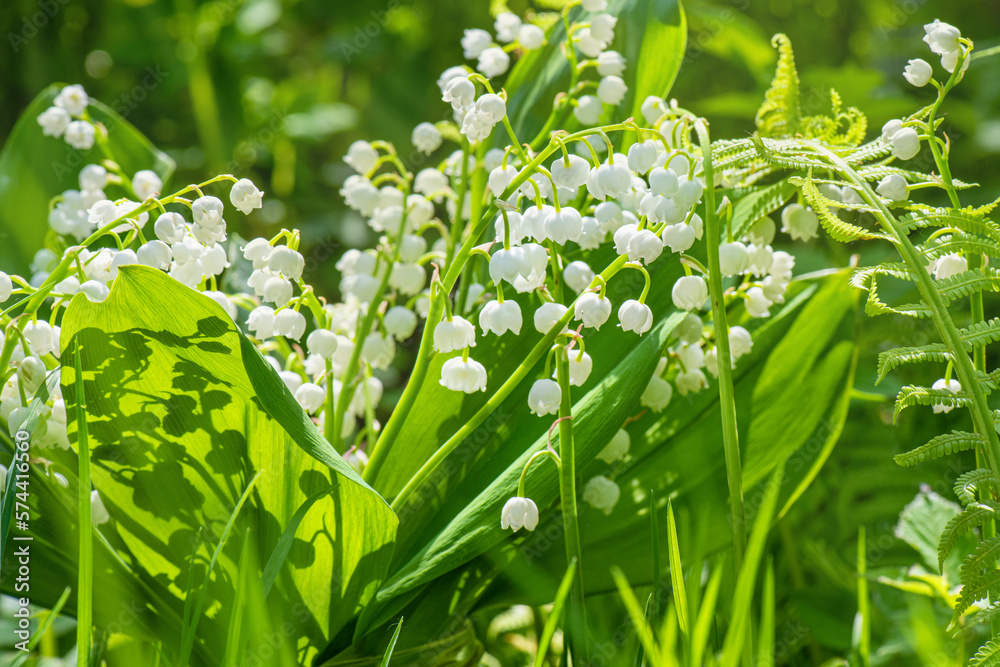 Lily of valley flowers on green stems with large leaves against background of other green plants. Li