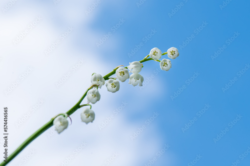 Thin single green stem with white lily-of-the-valley flowers against blue cloudy sky. Stalk of lily 