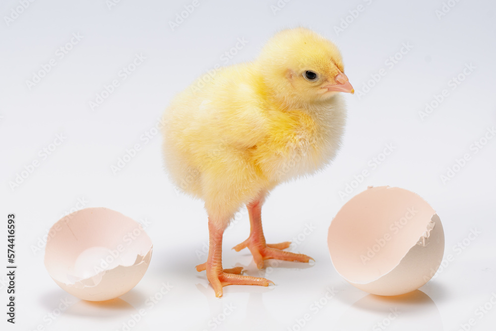 Cute yellow broiler chick and egg isolated on white background.