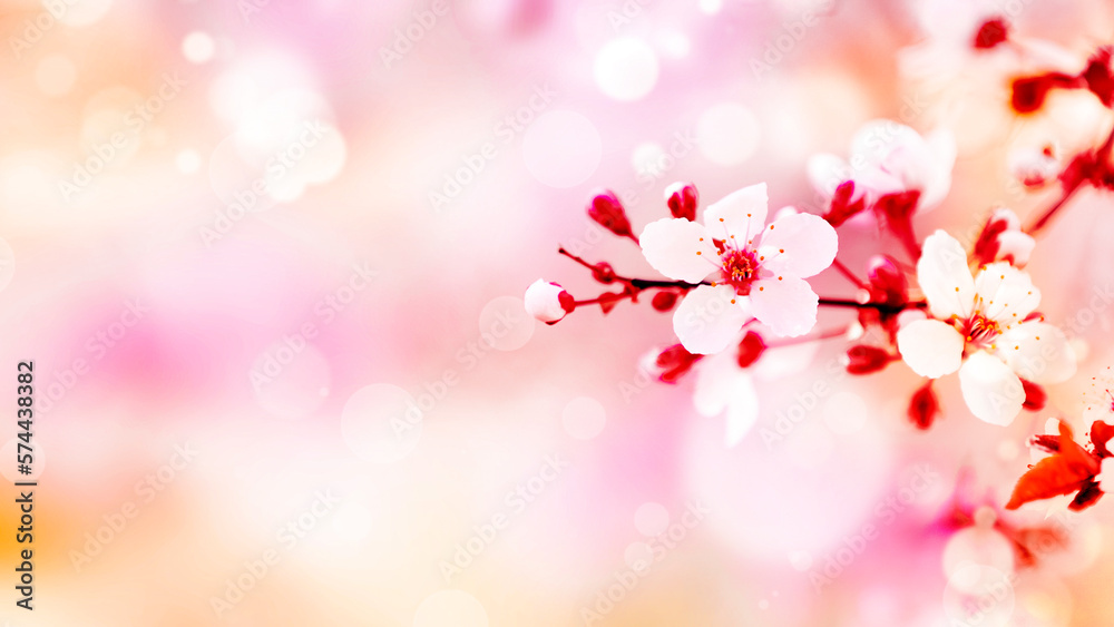 Beautiful cherry blossom in spring time with bokeh background