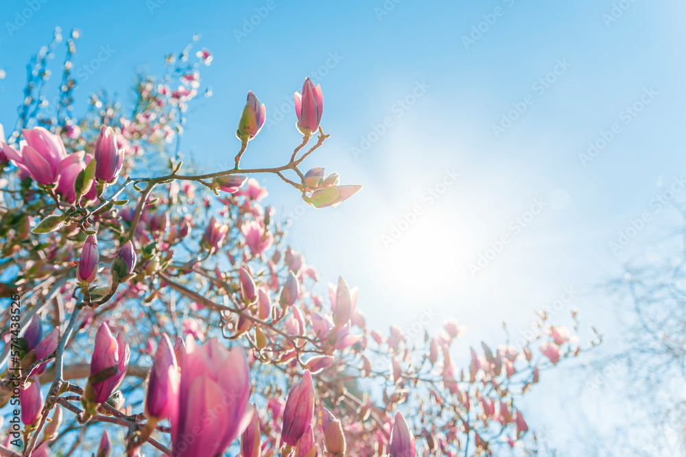 Magnolia tree branch with pink flowers in sunny day. Beautiful spring background