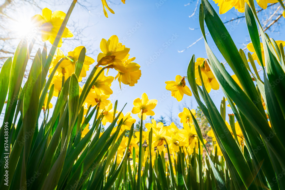 Yellow daffodils on a sunny day. Spring landscape.