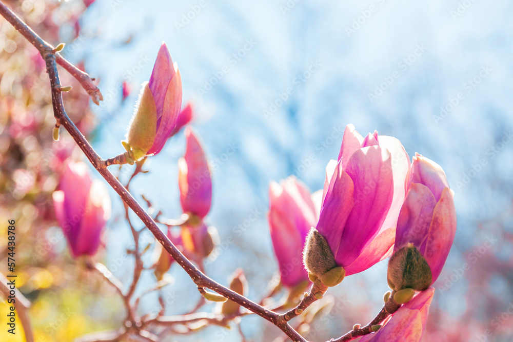 Magnolia tree branch with pink flowers in sunny day. Beautiful spring background