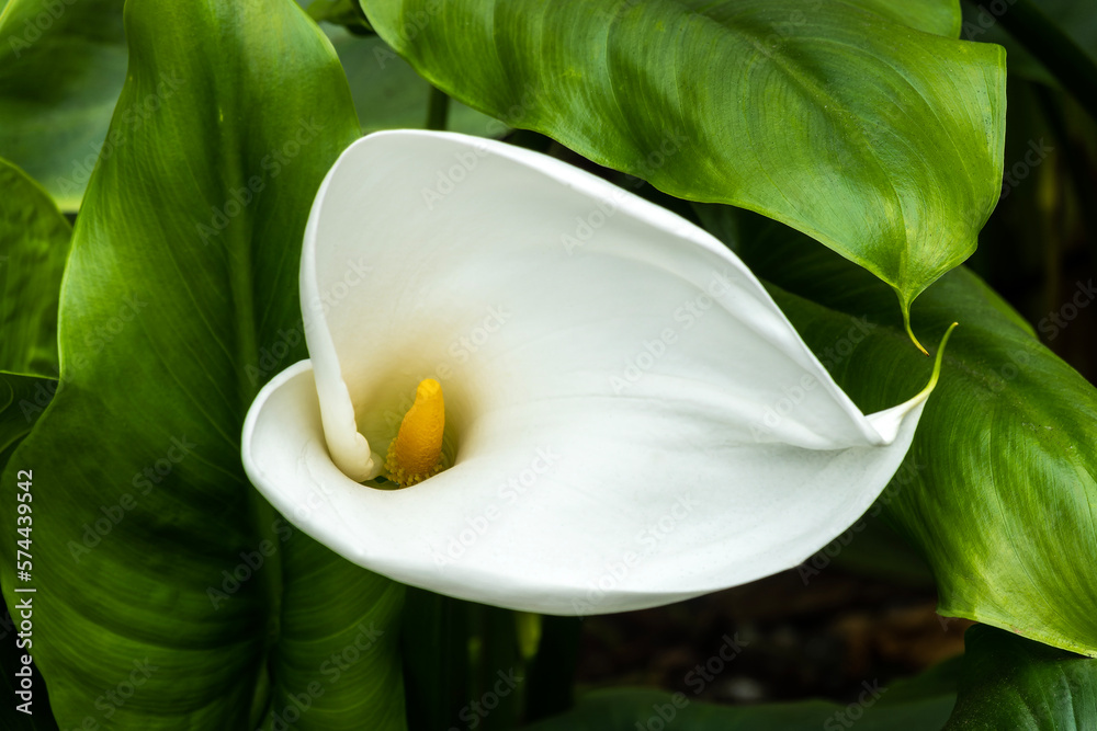 Zantedeschia aethiopica a spring summer flowering plant with a white summertime flower commonly know