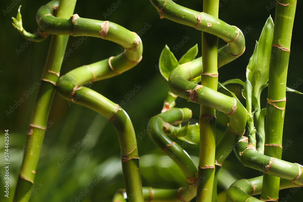 Green bamboo branches on blurred background