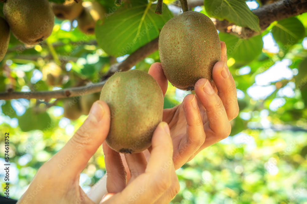 Fresh kiwi fruit on tree growing. Kiwifruit Actinidia