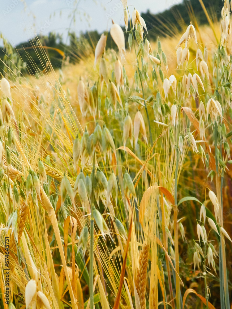 Close up of oat field.