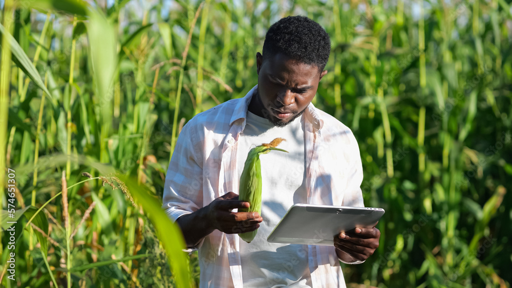 Bearded man examines corn cob looking for data on tablet. African American agronomist searches infor