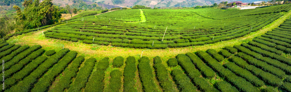 Plantation ecological tea garden.  Green tea mountain. tea plantation background. Beautiful Tea fiel