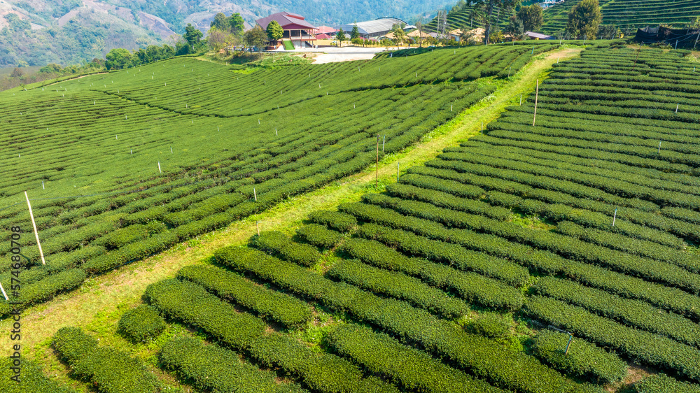 Plantation ecological tea garden.  Green tea mountain. tea plantation background. Beautiful Tea fiel