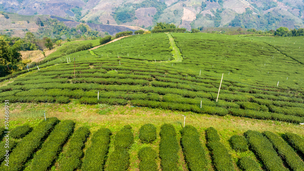 Plantation ecological tea garden.  Green tea mountain. tea plantation background. Beautiful Tea fiel