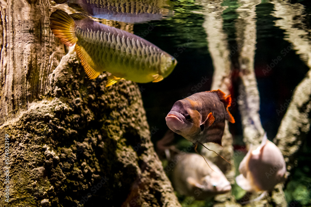 Underwater wildlife at aquarium in Dubai with fish close up.