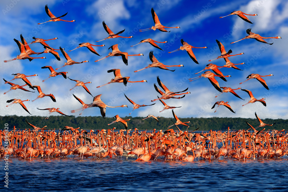 Nature Mexico. Flock of bird in the river sea water, with dark blue sky with clouds. Flamingos, Mexi