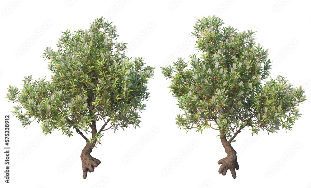 A variety of trees and plants on a transparent background