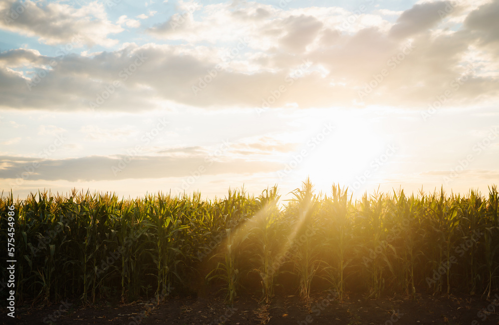 Young corn field at agriculture farm at sunset. Agriculture, organic gardening, planting or ecology 