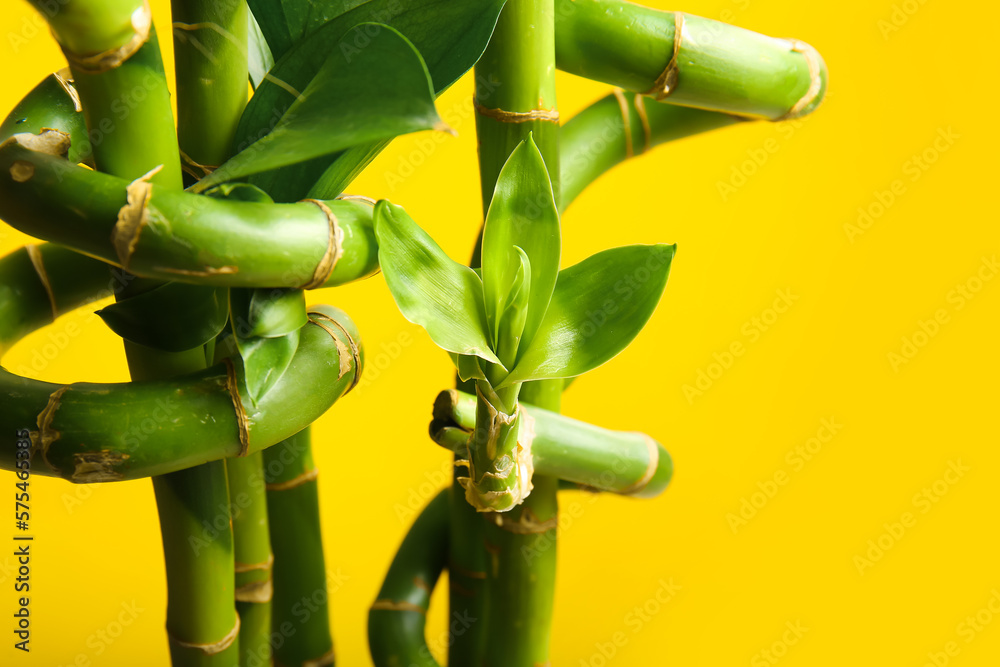 Green bamboo branches on yellow background, closeup