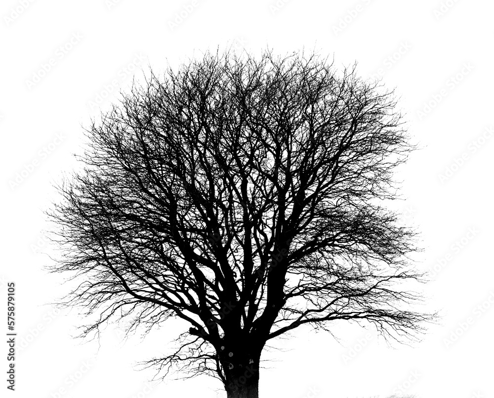 A bare tree, leafless branches in a cold winter or autumn with dry plants in nature. Ecology, sustai