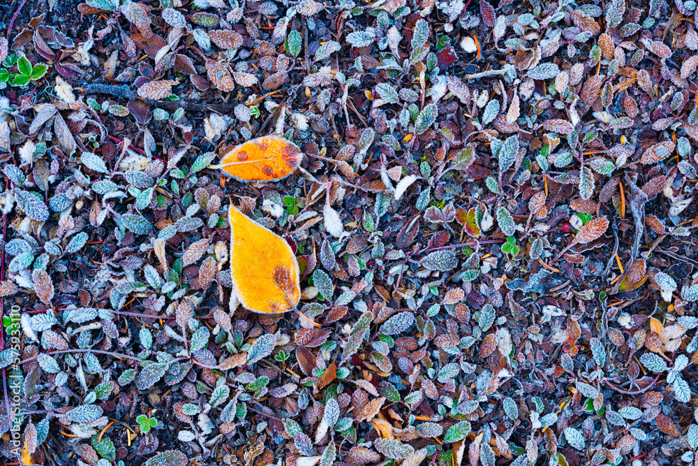 Autumn leaves in the frost. Texture and background of natural materials. Forest background. Composit