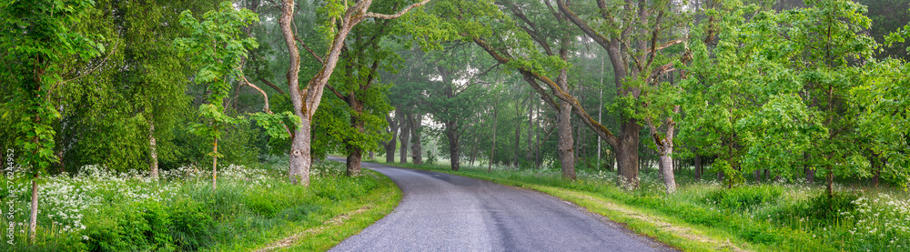 Foggy asphalt road in the morning in springtime.