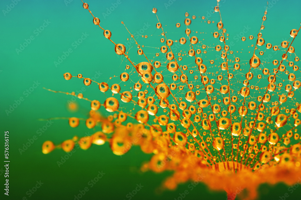 Dandelion closeup in dew and sunligh