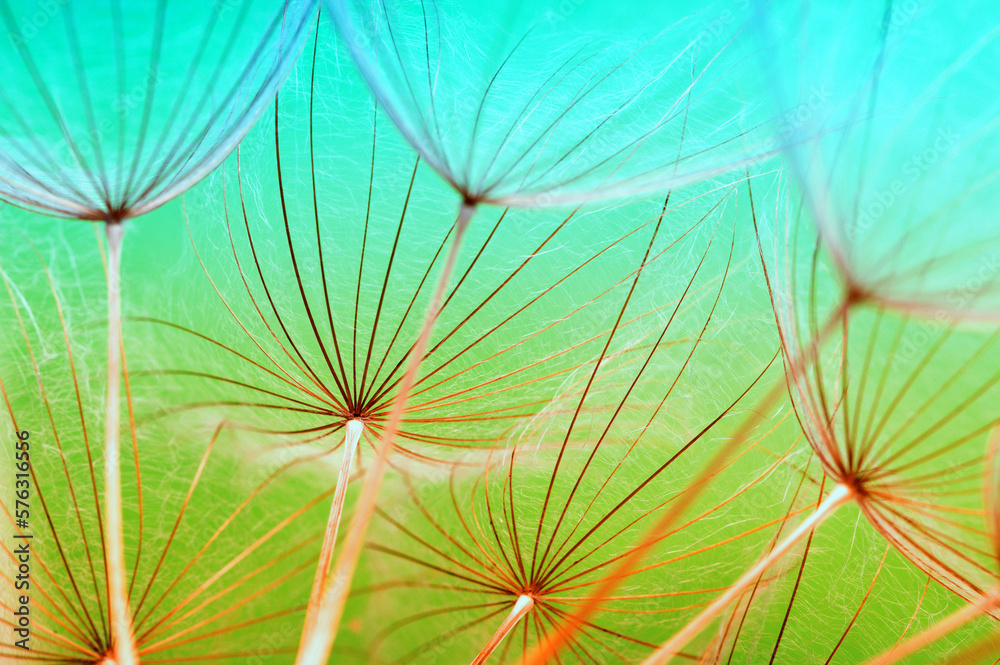 Dandelion flower background closeup