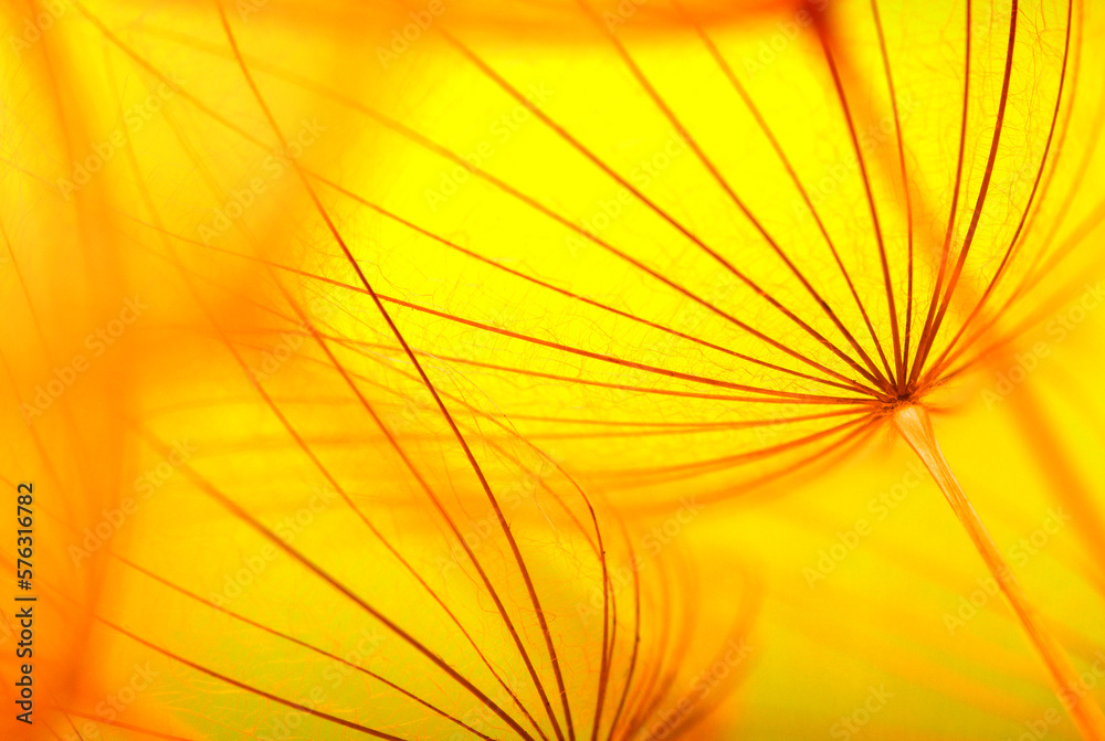 Dandelion flower on sun