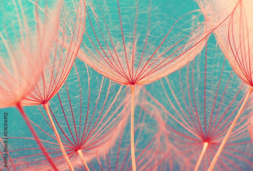 Dandelion flower background closeup