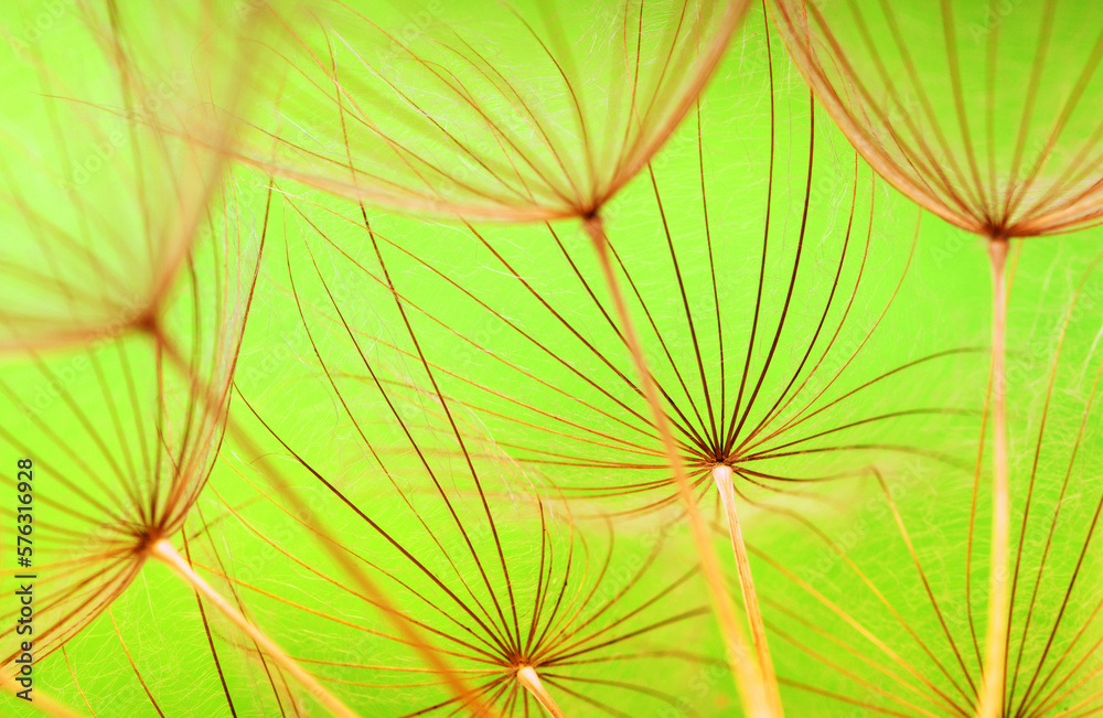 Flower spring background of dandelion