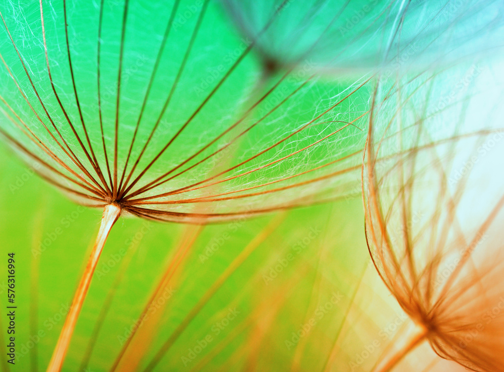 Dandelion flower background closeup