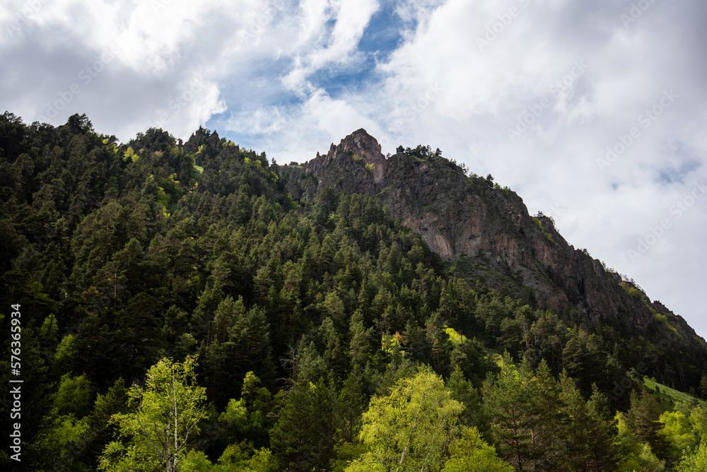 Coniferous and deciduous forest and mountain landscapes. Summer greenery. Gorgeous view of the mount