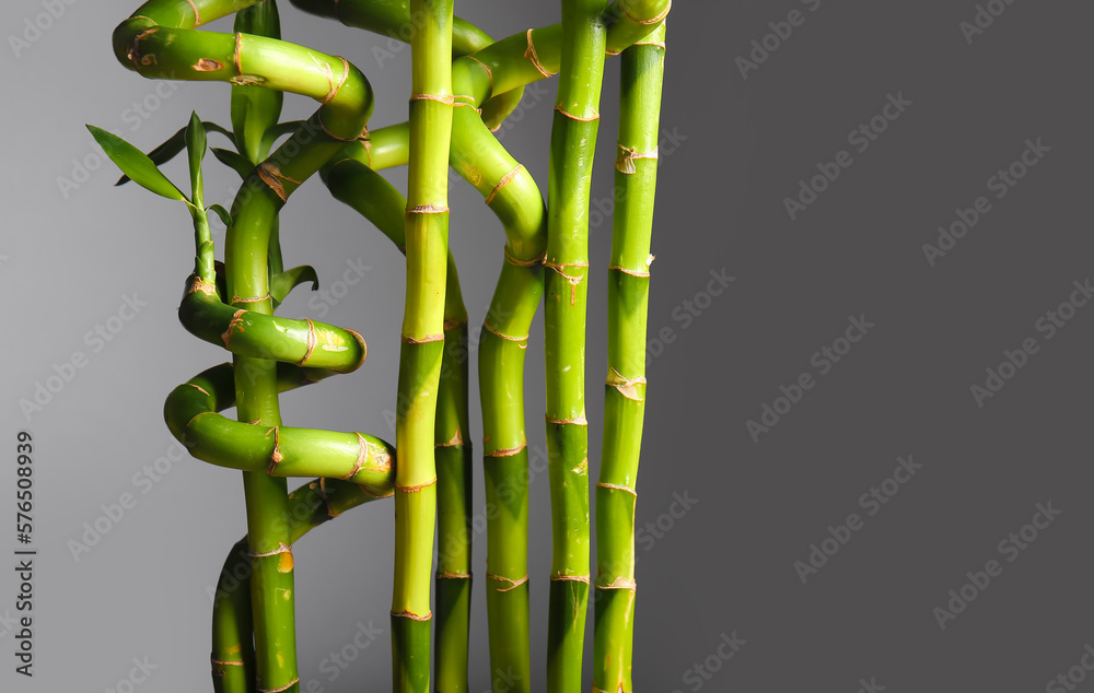 Bamboo branches on grey background