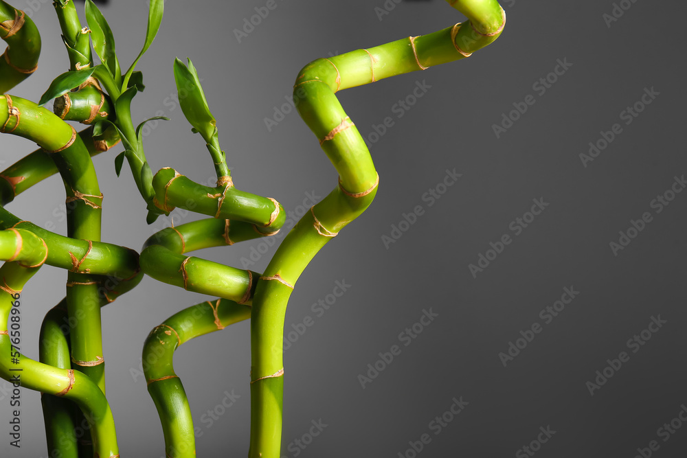 Bamboo branches on grey background