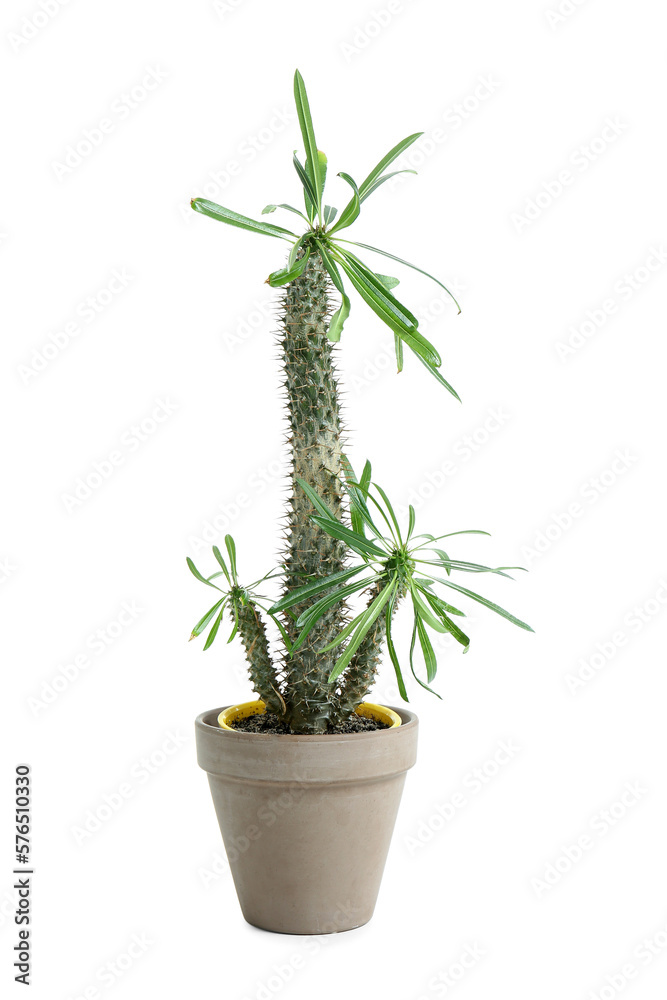 Pot with green cactus on white background