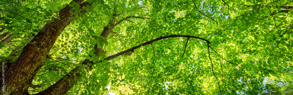 Old giant linden tree with fresh young foliage.