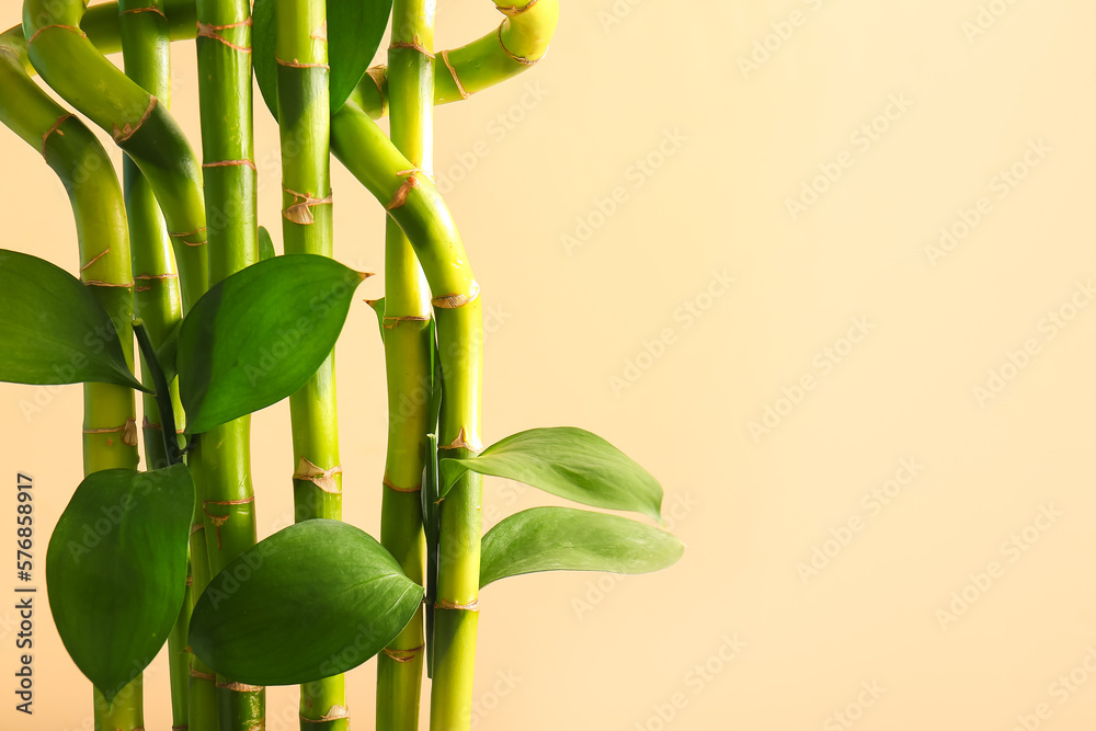 Bamboo branches on beige background